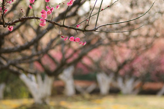 梅花