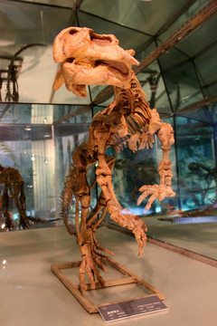 鹦鹉嘴龙 恐龙化石 恐龙骨骼