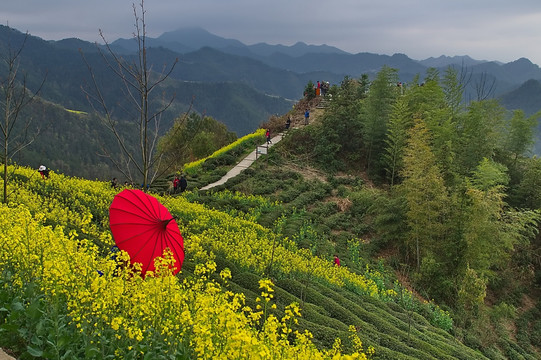 红伞油菜花