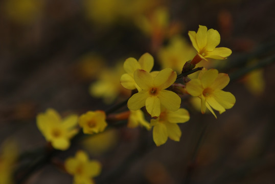 迎春花