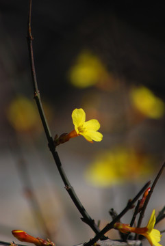 迎春花