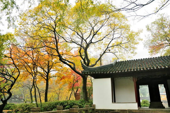 天平山枫叶