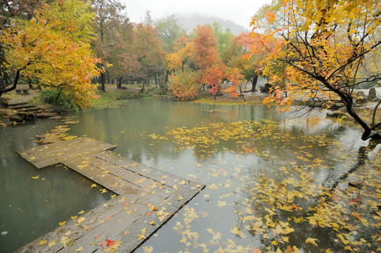 天平山枫叶