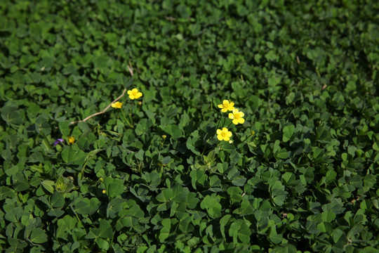 小黄花