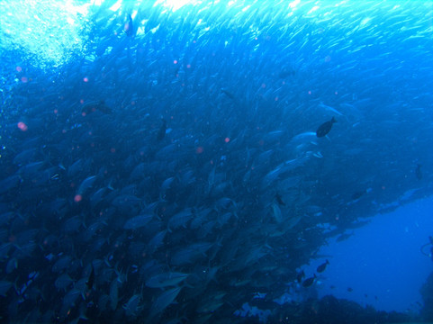 海里河豚鱼