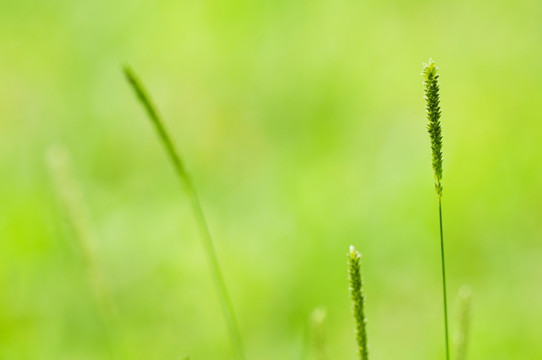 春天的草