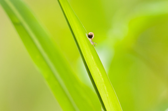 蜗牛草上爬