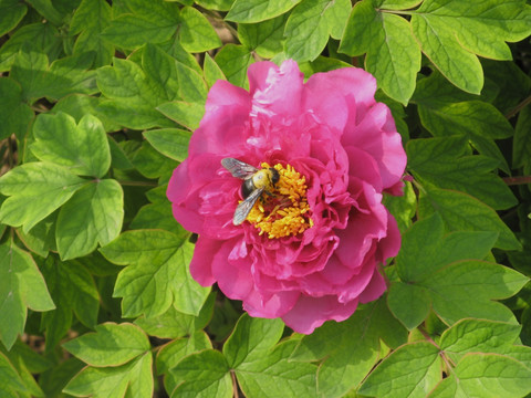 蜜蜂与牡丹花 花卉 花朵 蜜蜂采蜜