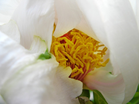 白牡丹 芍药 花卉 花朵 白花 花蕊