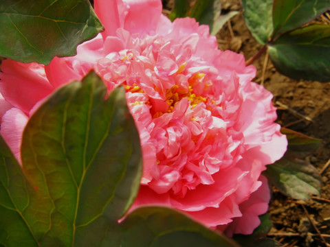 红牡丹 花朵 花卉 红花 鲜花 花蕊