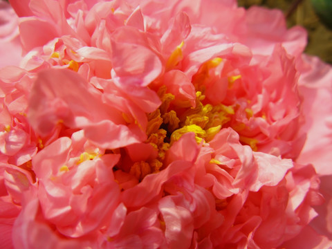 红牡丹 花朵 花卉 红花 鲜花 花蕊