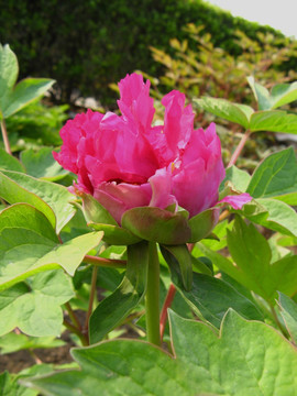 红牡丹 花朵 花卉 红花 鲜花 花蕊