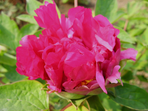 红牡丹 花朵 花卉 红花 鲜花 花蕊