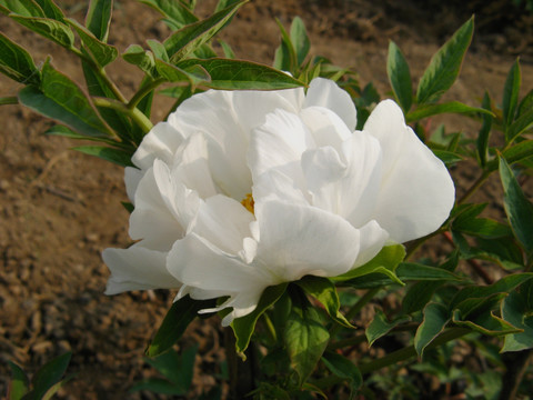 白牡丹 芍药 花卉 花朵 白花