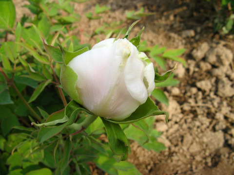 白牡丹 芍药 花卉 花朵 白花 花苞