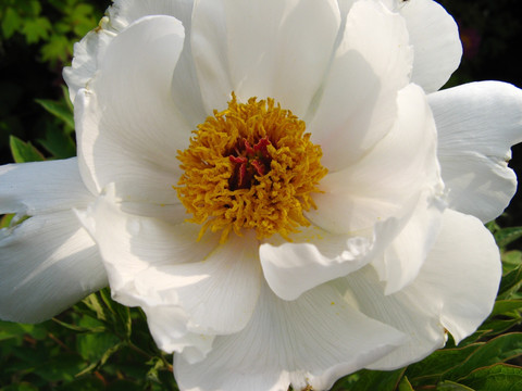 白牡丹 芍药 花卉 花朵 白花