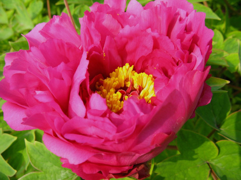 红牡丹 花朵 花卉 红花 鲜花 花蕊