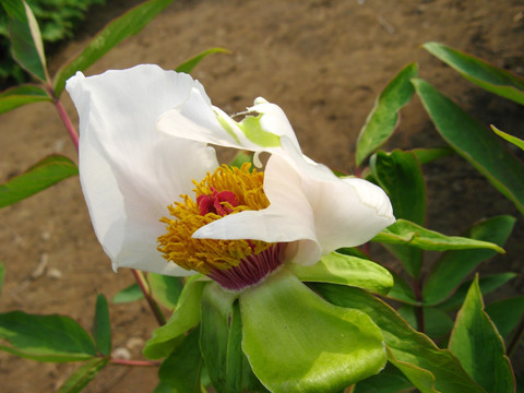 白牡丹 芍药 花卉 花朵 白花 花蕊