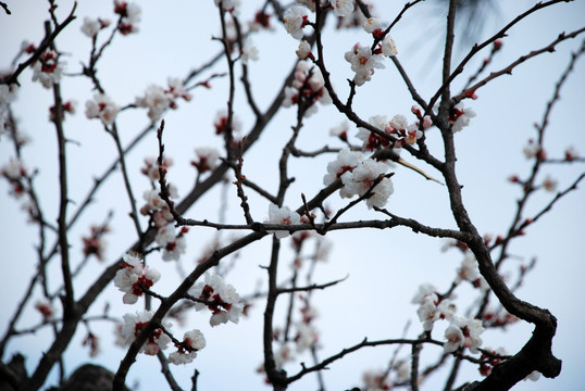 桃花