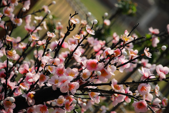 腊梅花