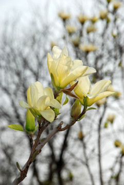 玉兰花开