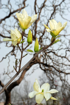 玉兰花开