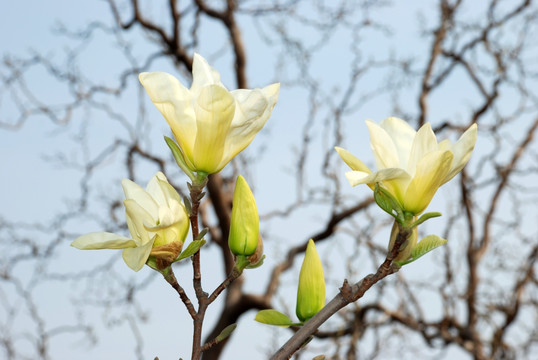 玉兰花开