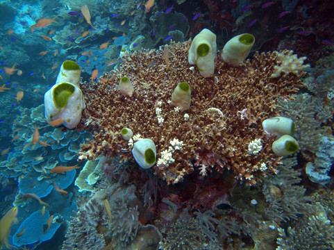 海鞘和珊瑚礁