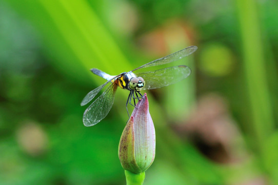 蜻蜓小荷