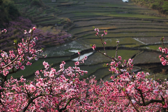 桃花山