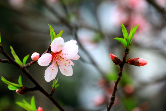 桃花