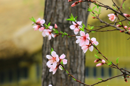 桃花