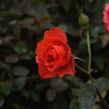 高清红色花