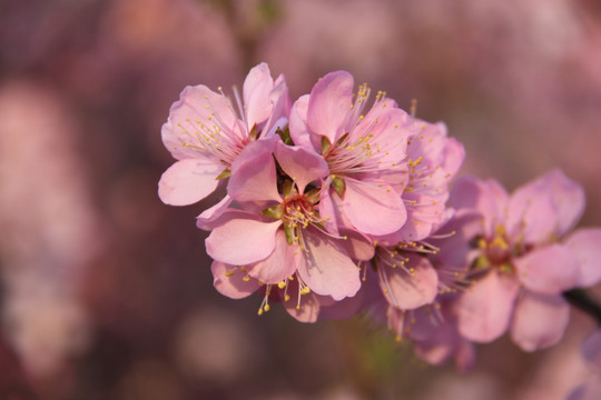 桃花