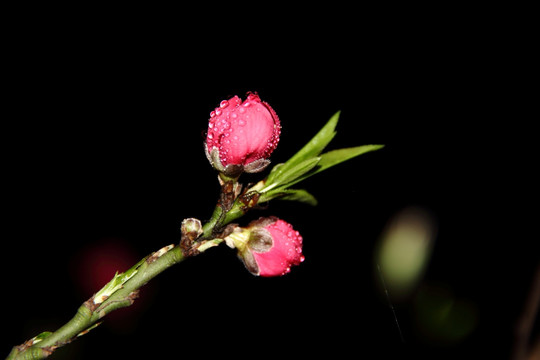 桃花蕾