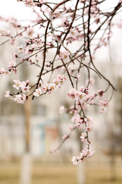 杏花 春花烂漫