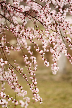 杏花 春花烂漫