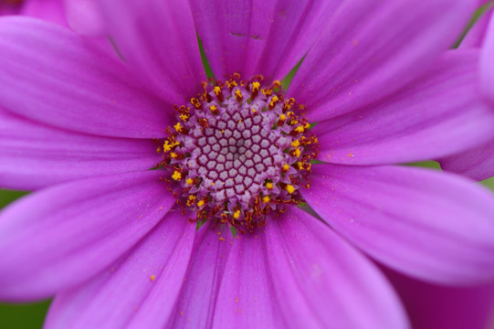 花卉特写