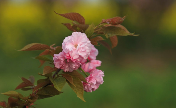 樱花