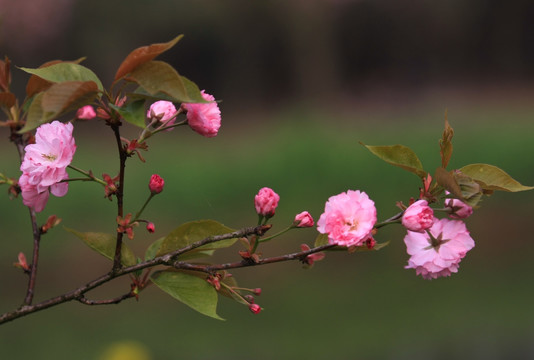 樱花