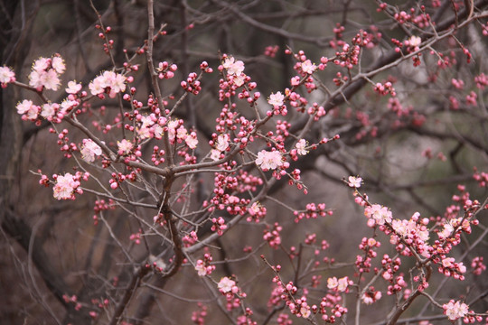 桃花