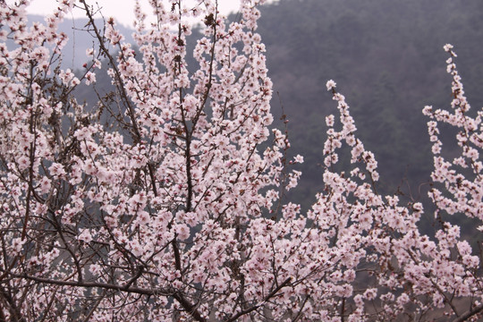 桃花