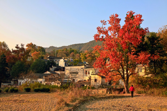 塔川秋色  田园风光（高清全画幅）