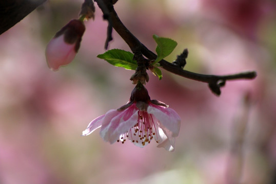 桃花