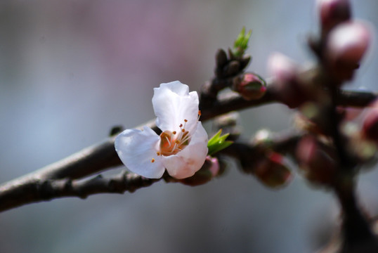 桃花