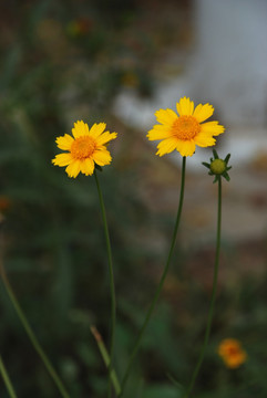 野菊花