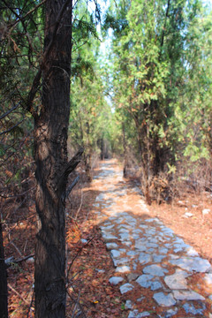 田园小路