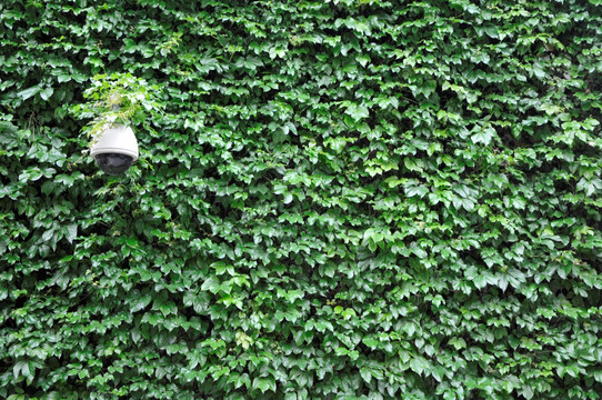 广州小洲村 绿叶墙面