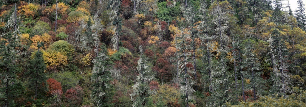 原始森林（全景图）