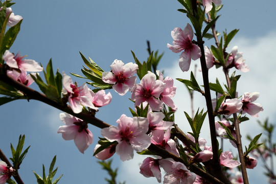 桃花